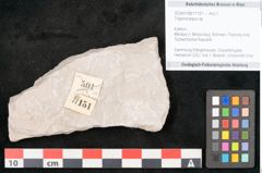 Foto (Objekt + Etikett) von Trigonocarpus sp.  (NHMW-GEO-2024-0188-11151)